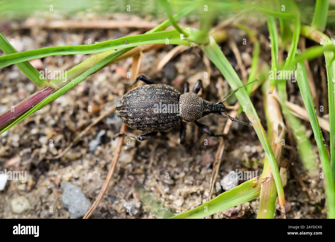 Macro of a weevil beetle Stock Photo