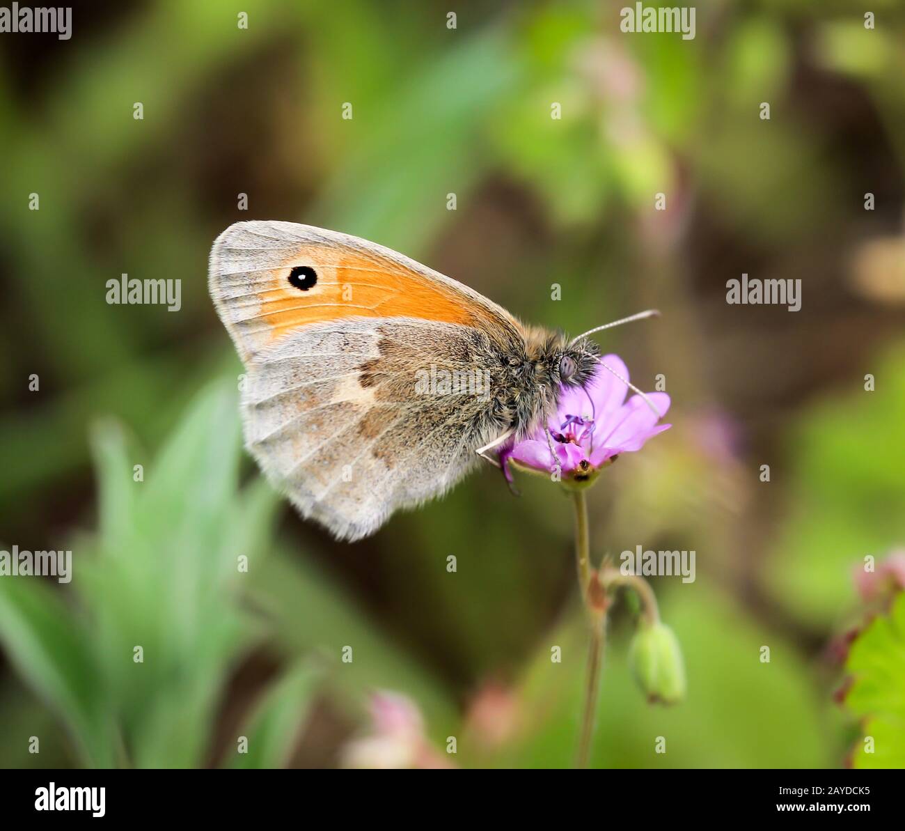 Butterfly eye close up hires stock photography and images Alamy