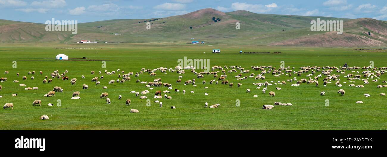 Sheep grazing in the grassland of Mongolia Stock Photo - Alamy