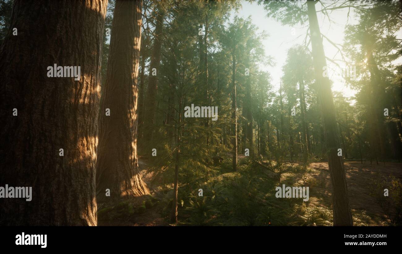Redwood Forest Foggy Sunset Scenery Stock Photo - Alamy