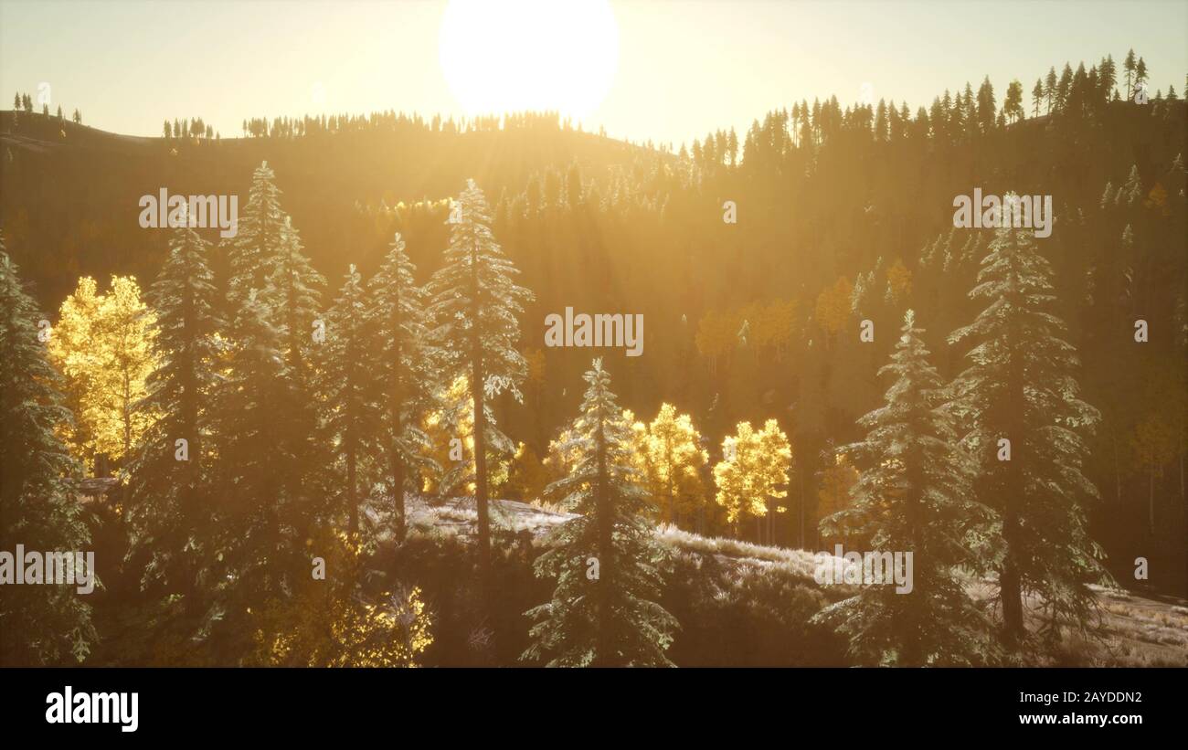 Sun rays way through foliage hi-res stock photography and images - Alamy