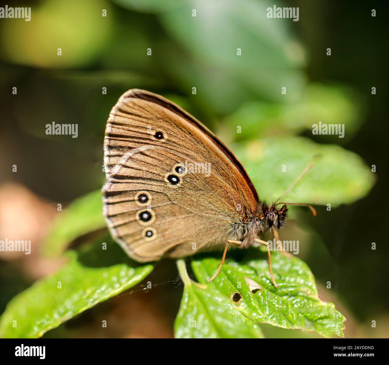 My Image 23