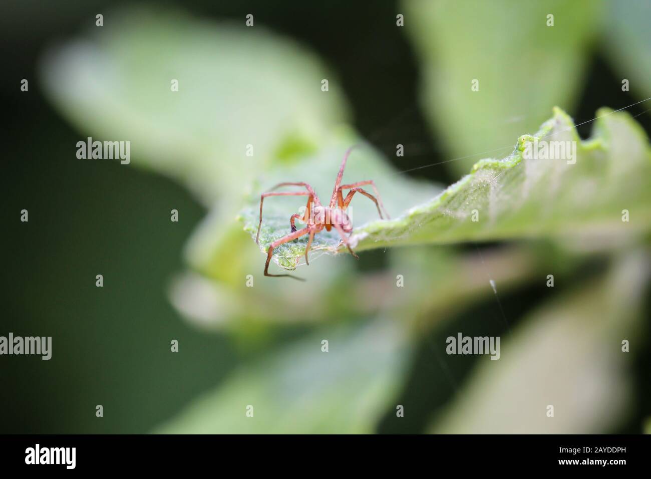 Close up photo of spider hi-res stock photography and images - Alamy
