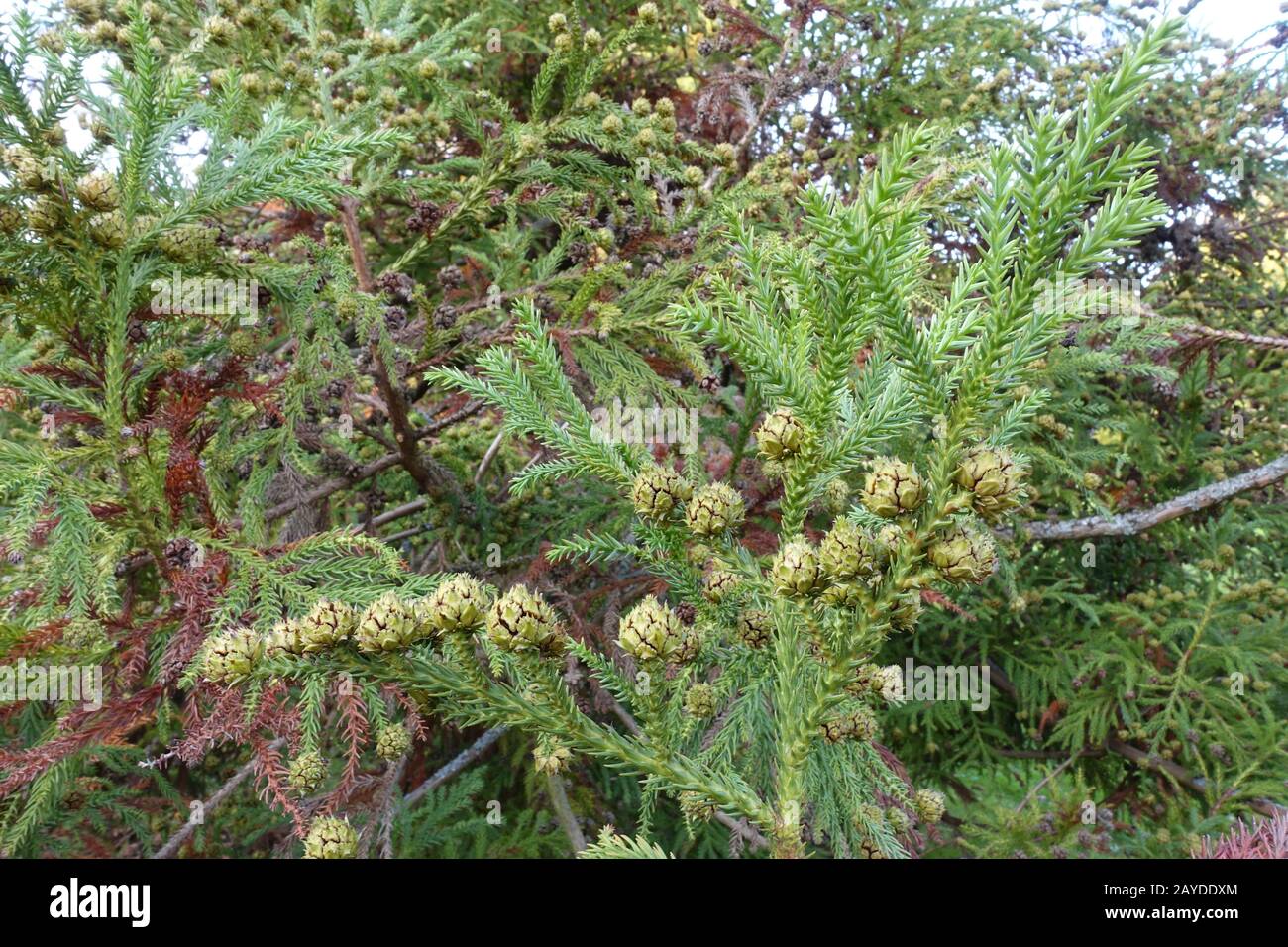 Autumn mood in the spa park - Japanese cedar, Japanese Redwood or Sugi (Cryptomeria japonica) Stock Photo