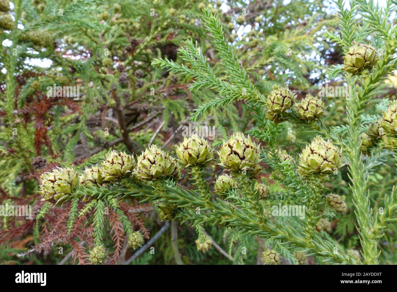 Autumn mood in the spa park - Japanese cedar, Japanese Redwood or Sugi (Cryptomeria japonica) Stock Photo