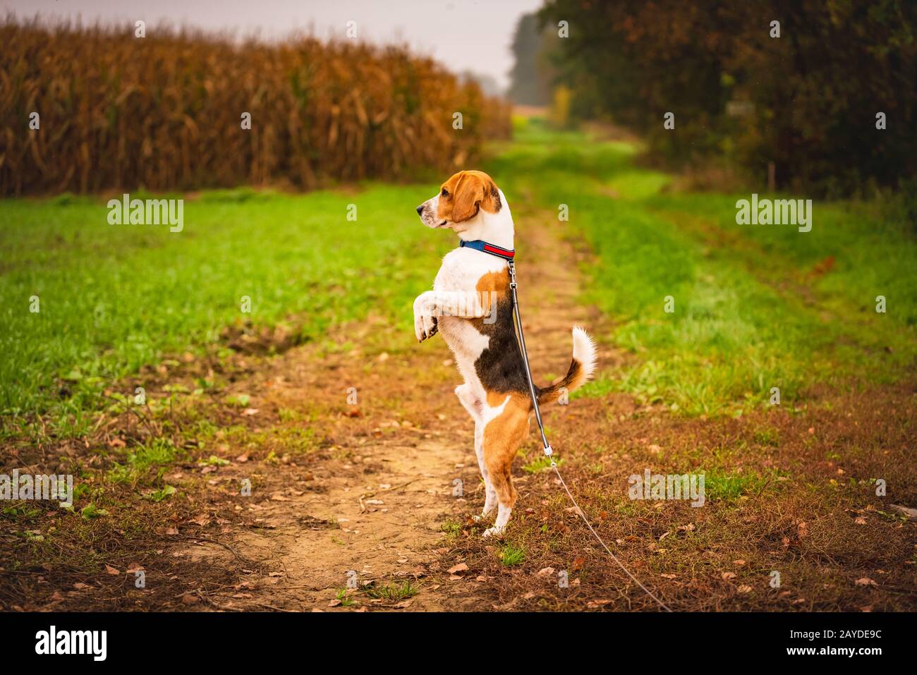 Funny beagle dog standing on two paws observing surroundings. Dog in rural environment Stock Photo