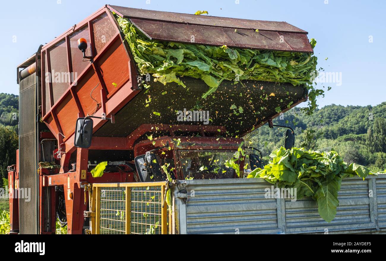 Loading tobacco leaves on truck. Stock Photo