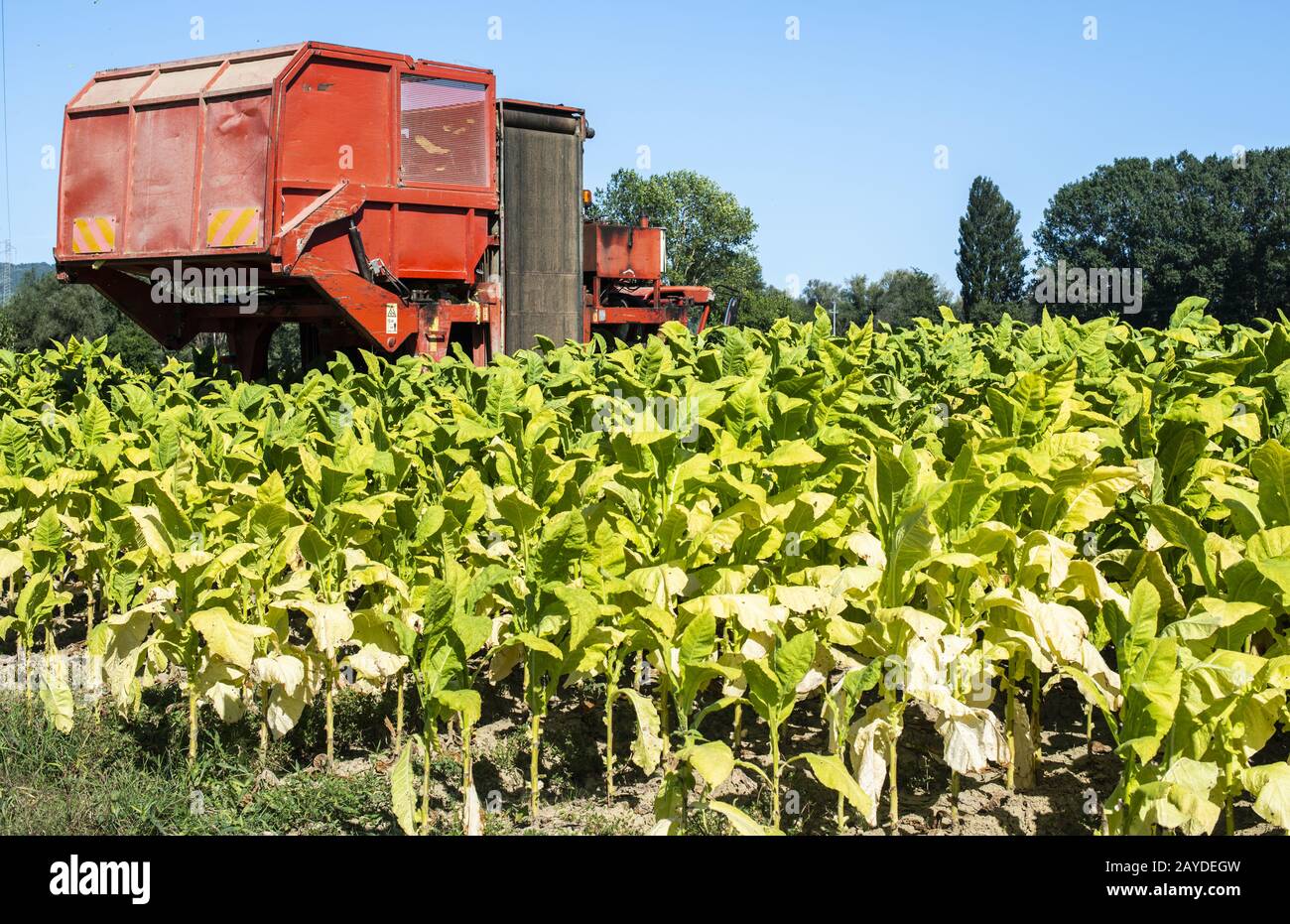 Harvesting tobacco leaves with harvester tractor Stock Photo
