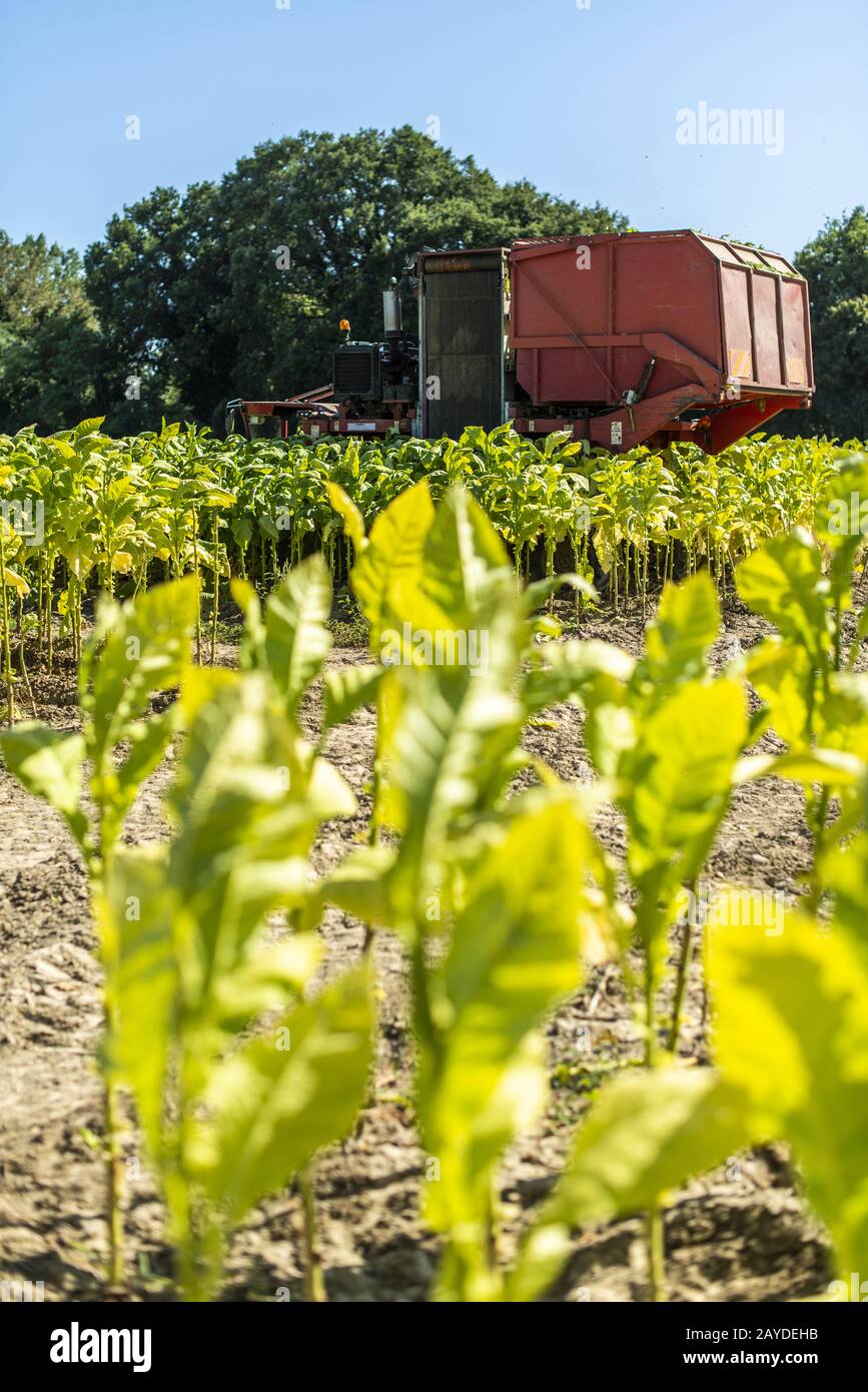 Harvesting tobacco leaves with harvester tractor Stock Photo