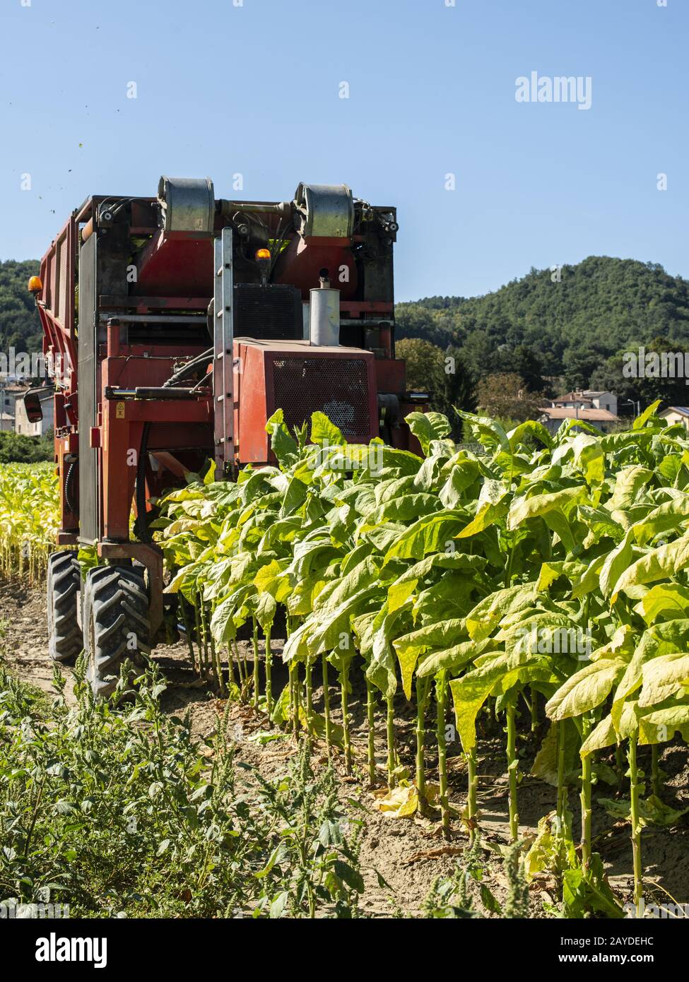 Harvesting tobacco leaves with harvester tractor Stock Photo