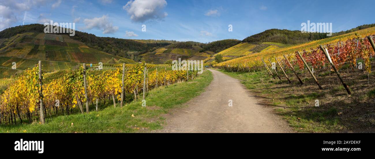 The golden autumn on the red wine trail in the Ahr valley Stock Photo