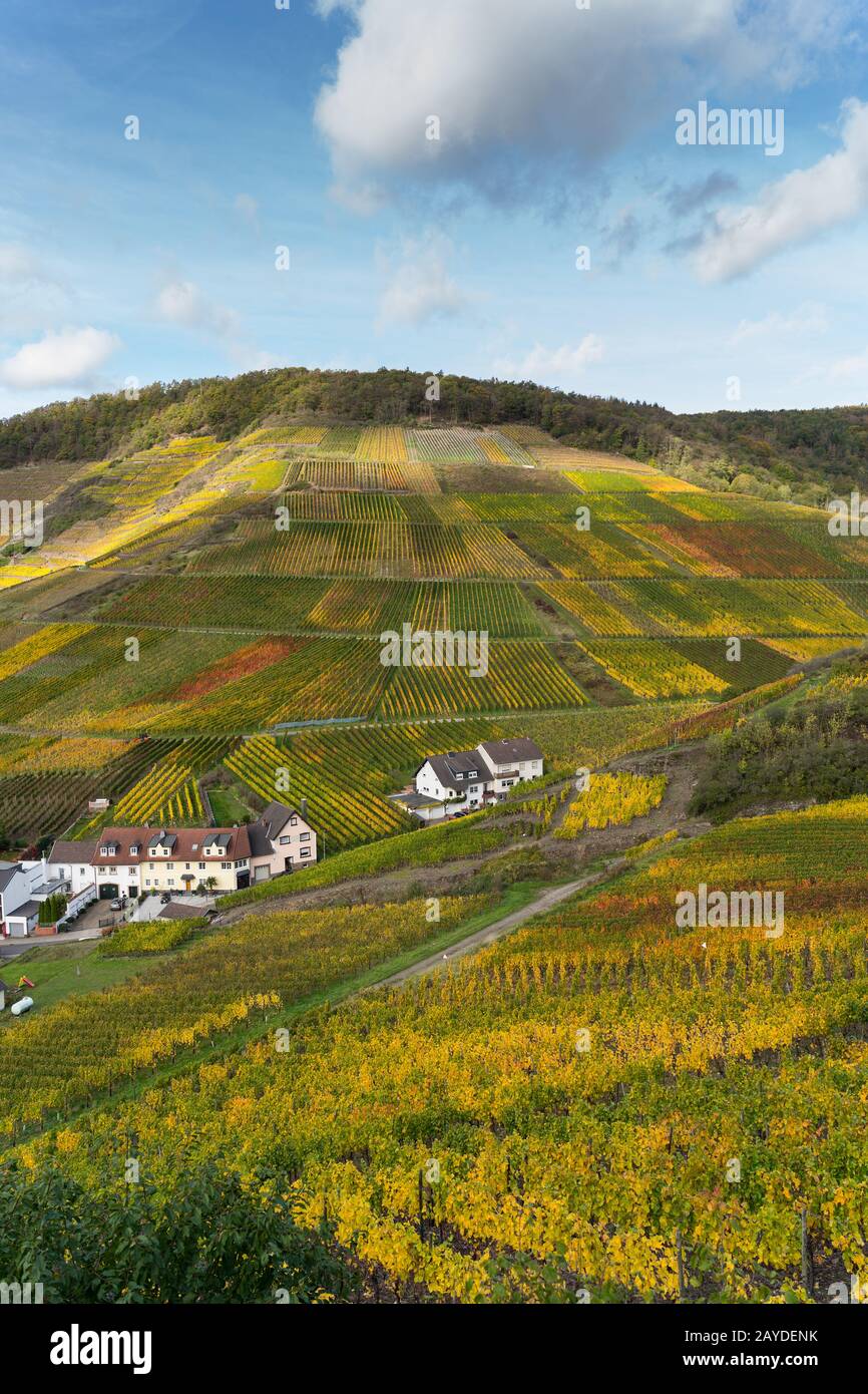 The golden autumn on the red wine trail in the Ahr valley Stock Photo