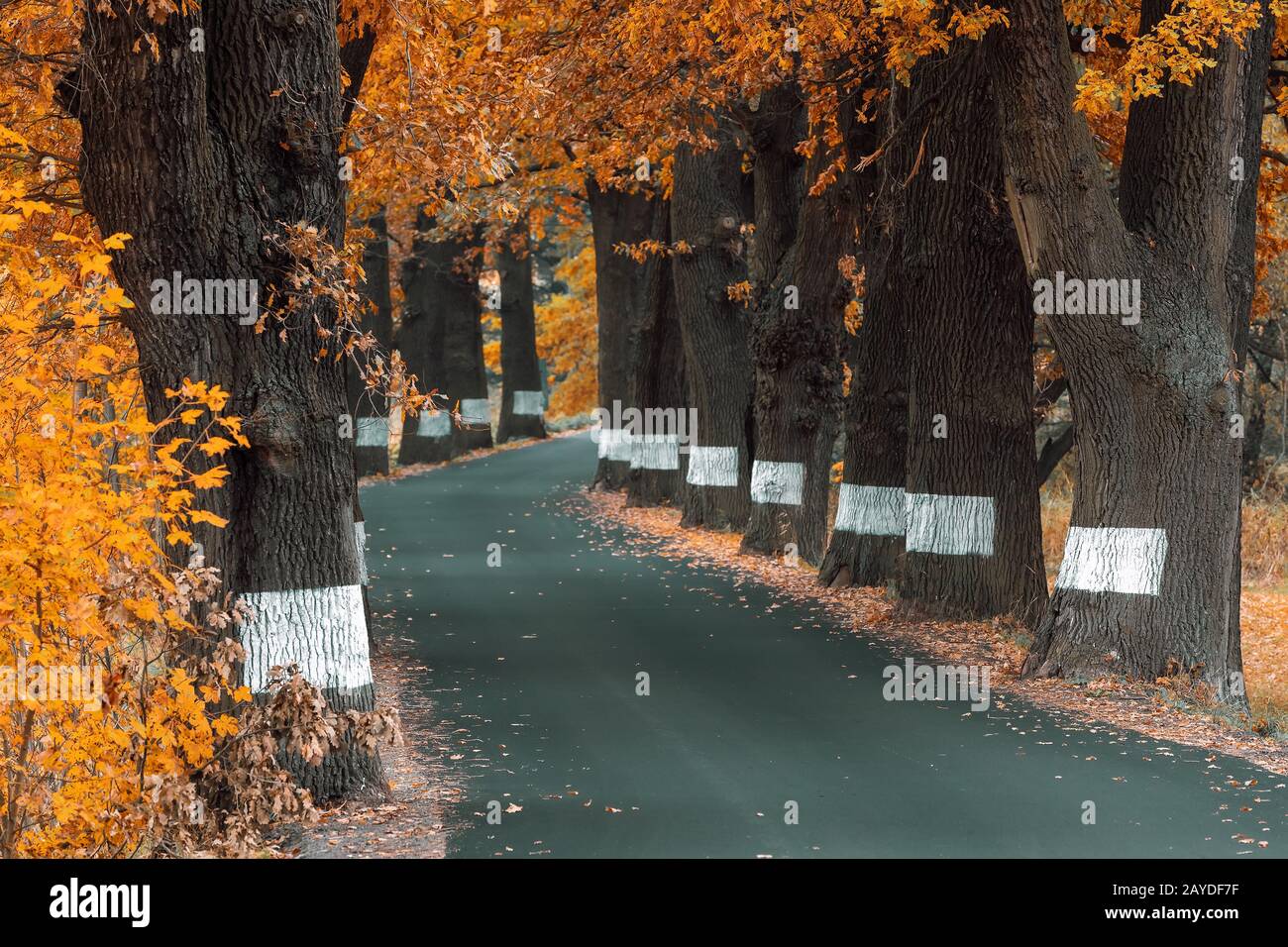 fall colored trees on alley in autumn Stock Photo - Alamy