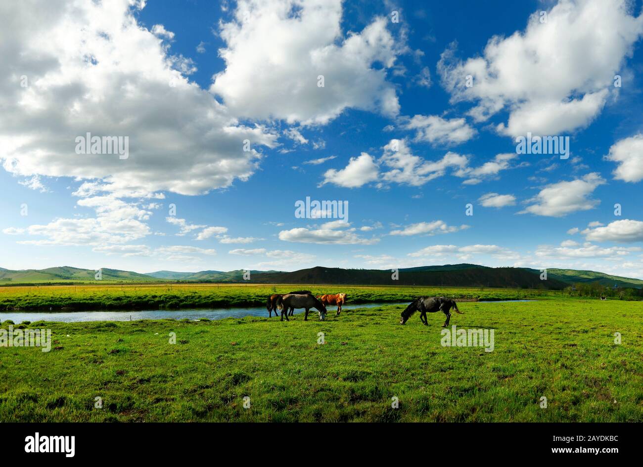horses in the grassland of Mongolia Stock Photo - Alamy
