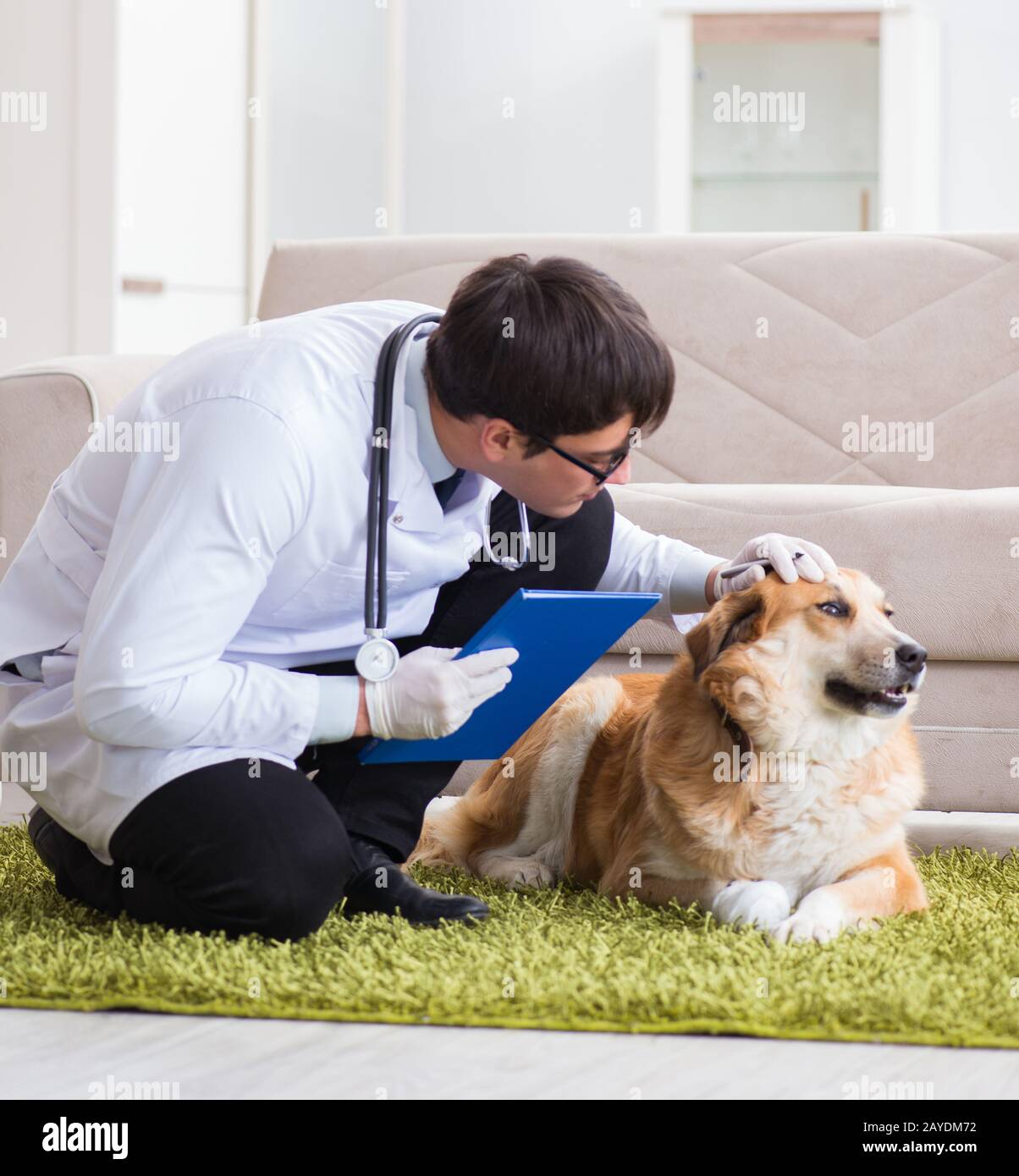 pet doctor home visit