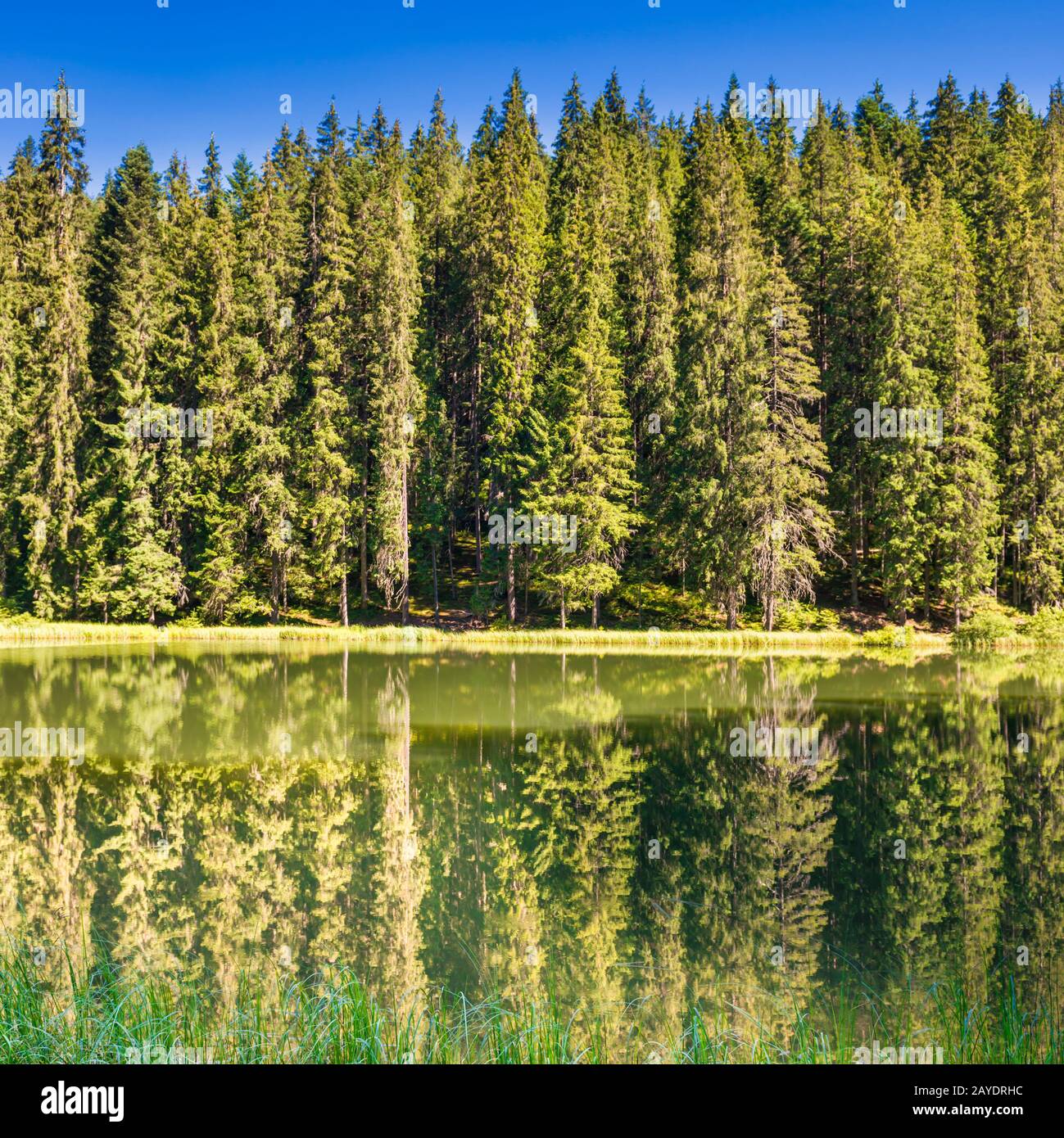 Lake in pine forest Stock Photo