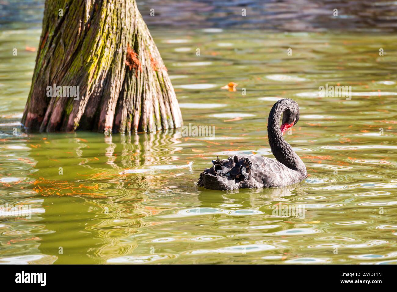 Black swan and ducks swimming in pond Stock Photo