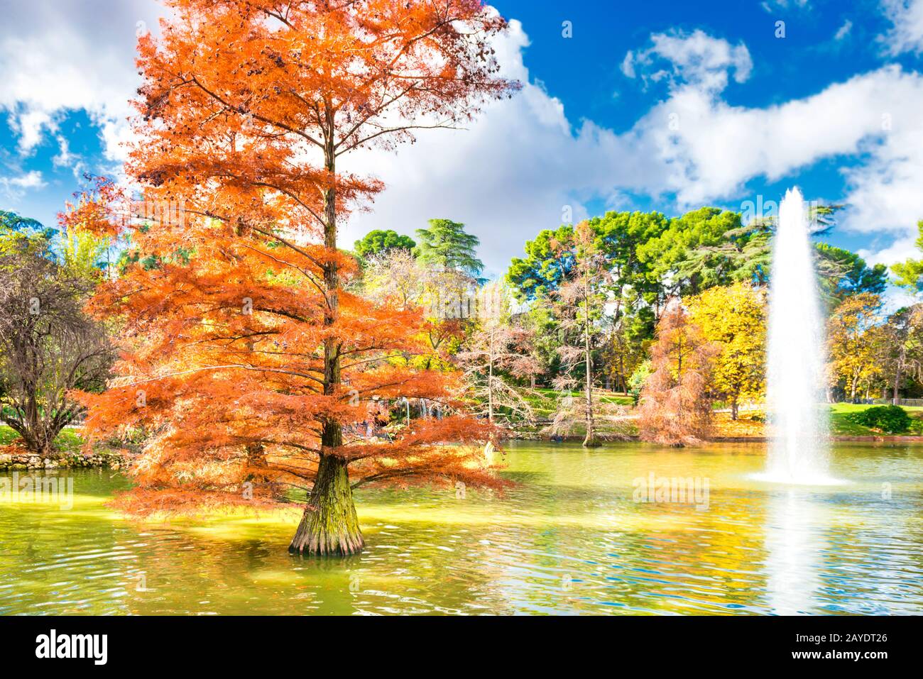 Fountain among old bald cypress trees in pond of Madrid park Stock Photo