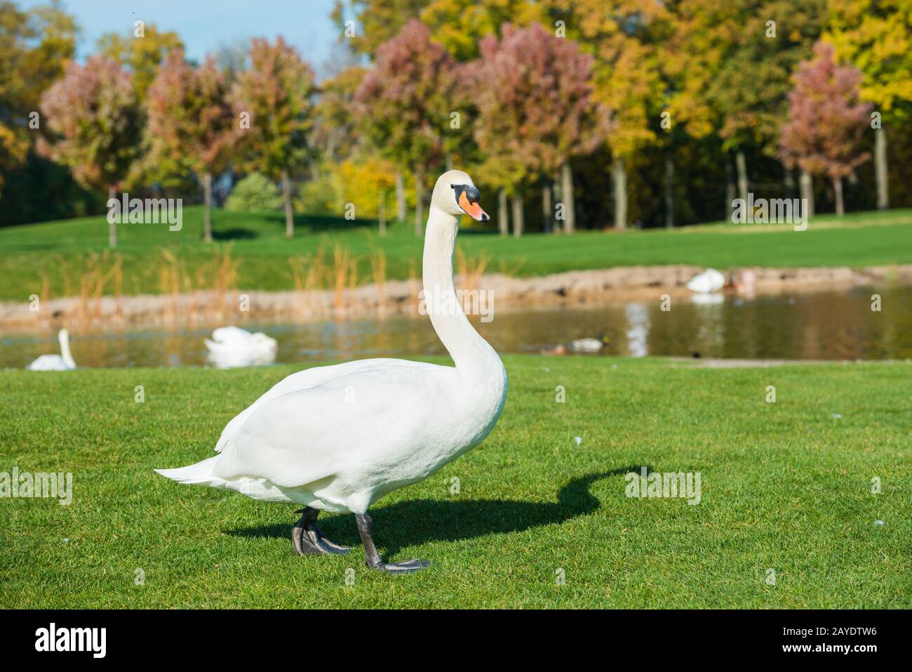 White swan on grass near lake Stock Photo