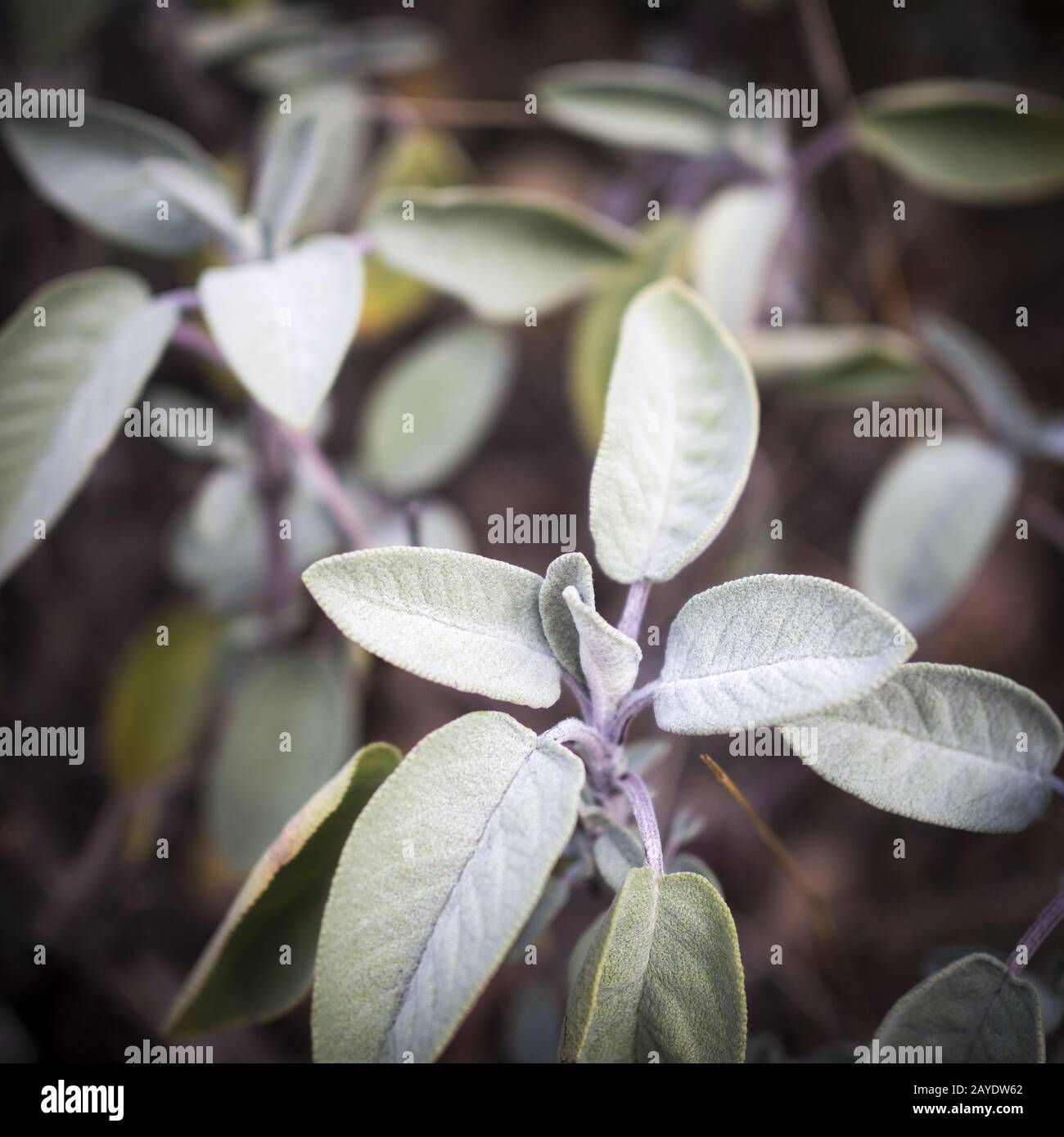 Sage herbal plant Stock Photo Alamy