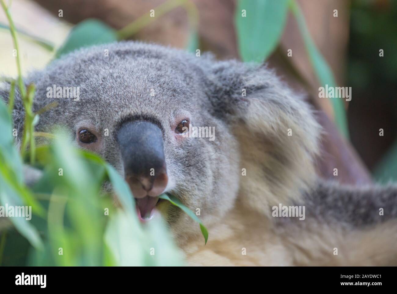 Koala climb hi-res stock photography and images - Alamy