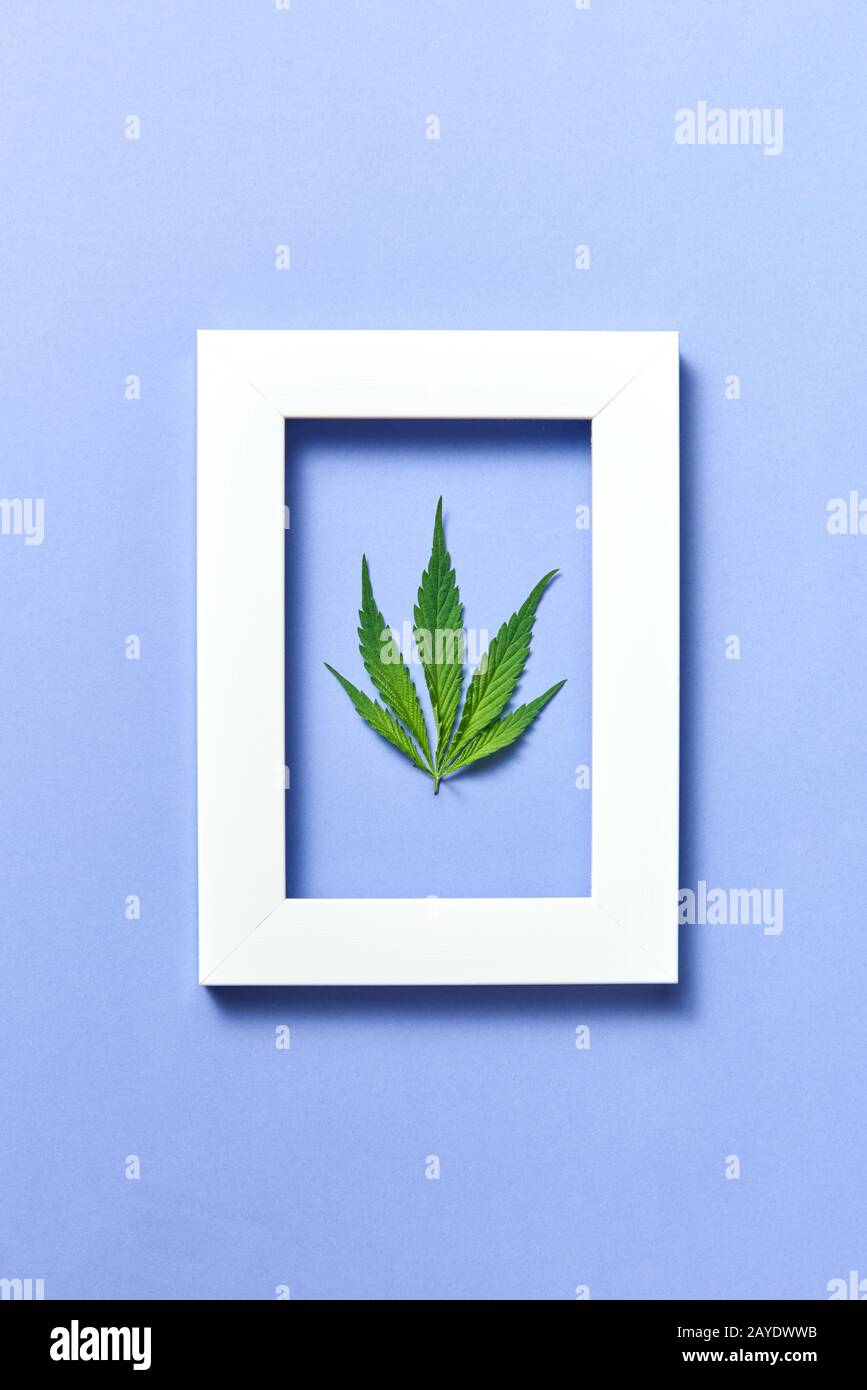 Plant frame with natural green cannabis leaf on a pastel lavender background. Stock Photo