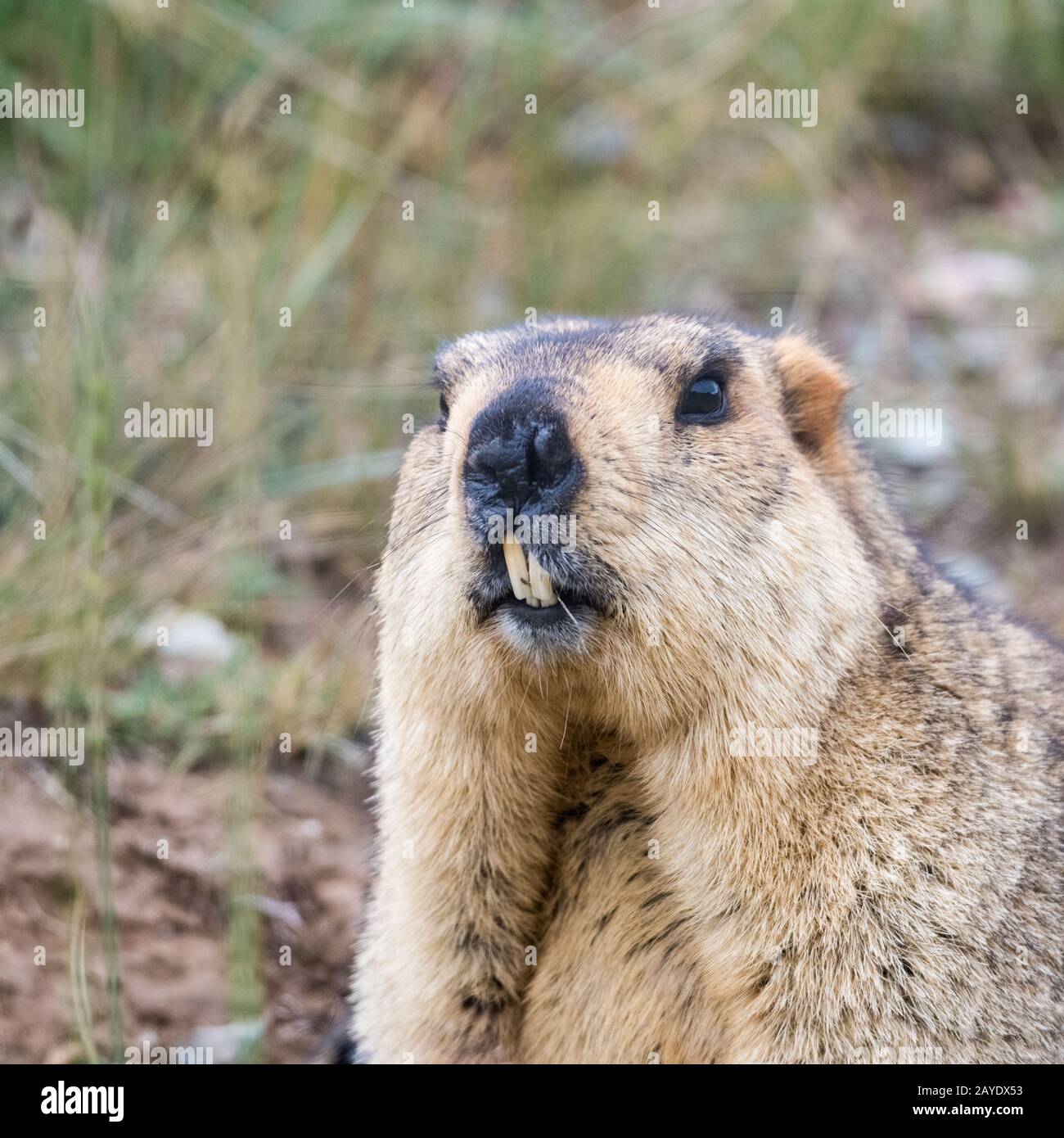 bobak marmot closeup Stock Photo