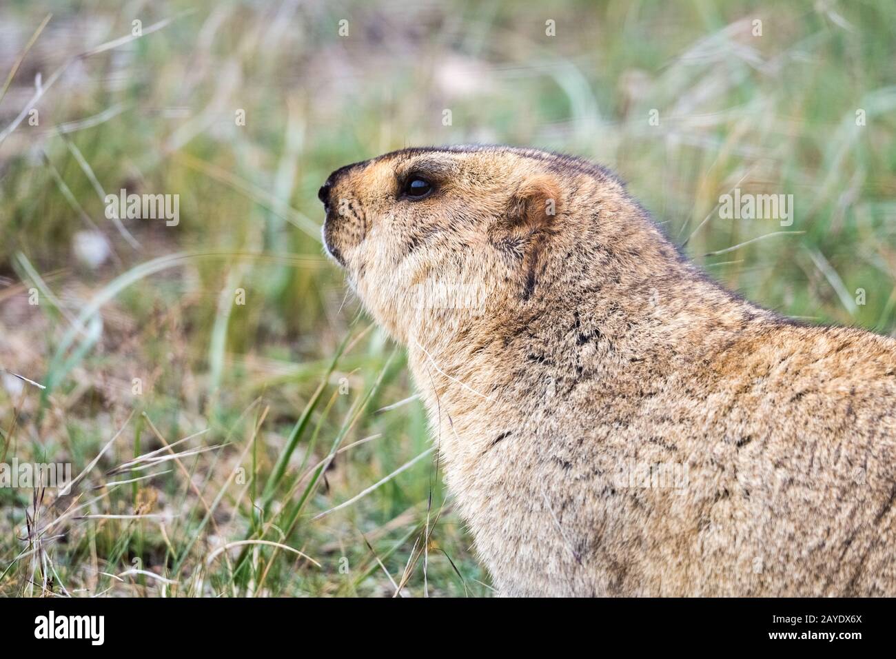 bobak marmot closeup in grass Stock Photo