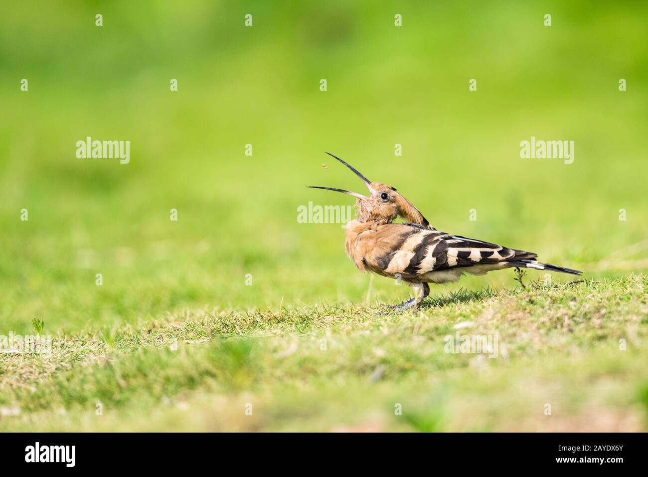 hoopoe eating insect closeup Stock Photo