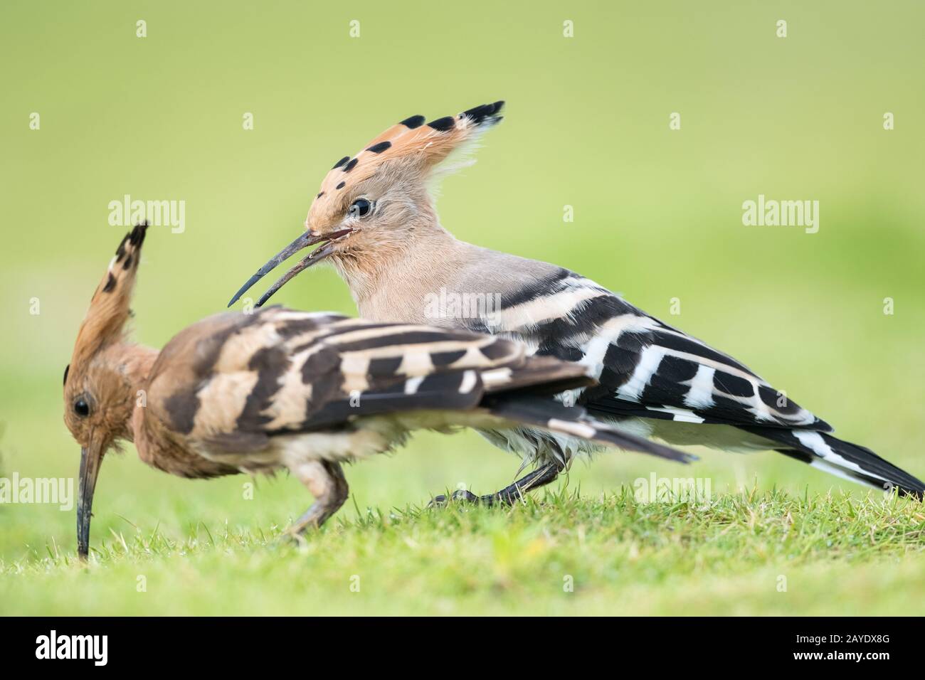 eurasian hoopoe closeup Stock Photo