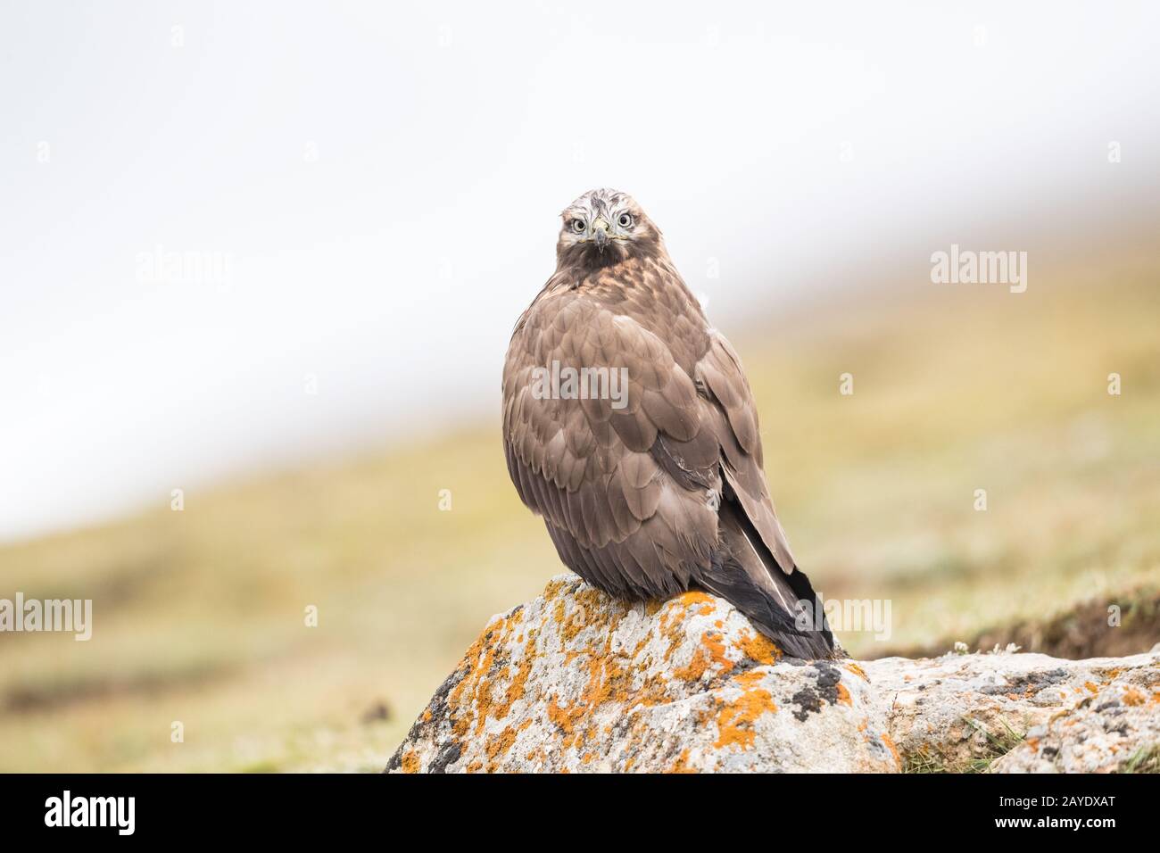 upland buzzard closeup Stock Photo