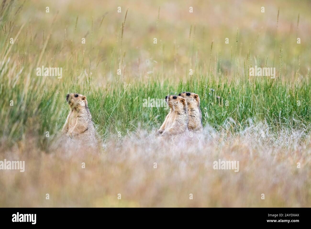 three marmots in grass Stock Photo