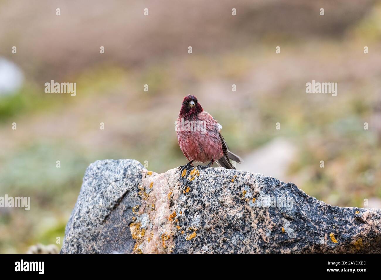 tibetan rosefinch Stock Photo