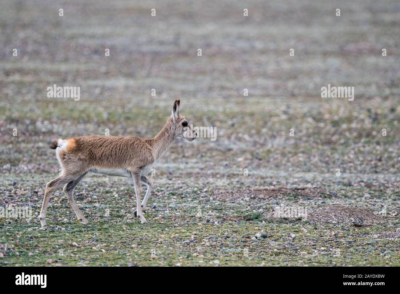 tibetan gazelle closeup Stock Photo