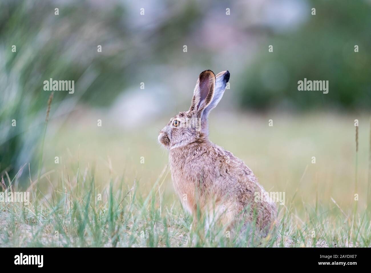 hare closeup in grass Stock Photo