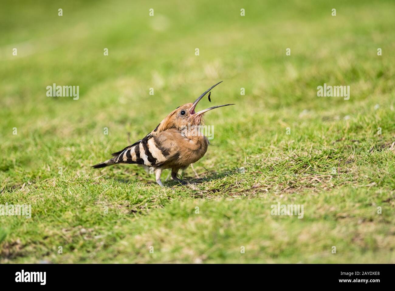 eurasian hoopoe eating insect Stock Photo - Alamy