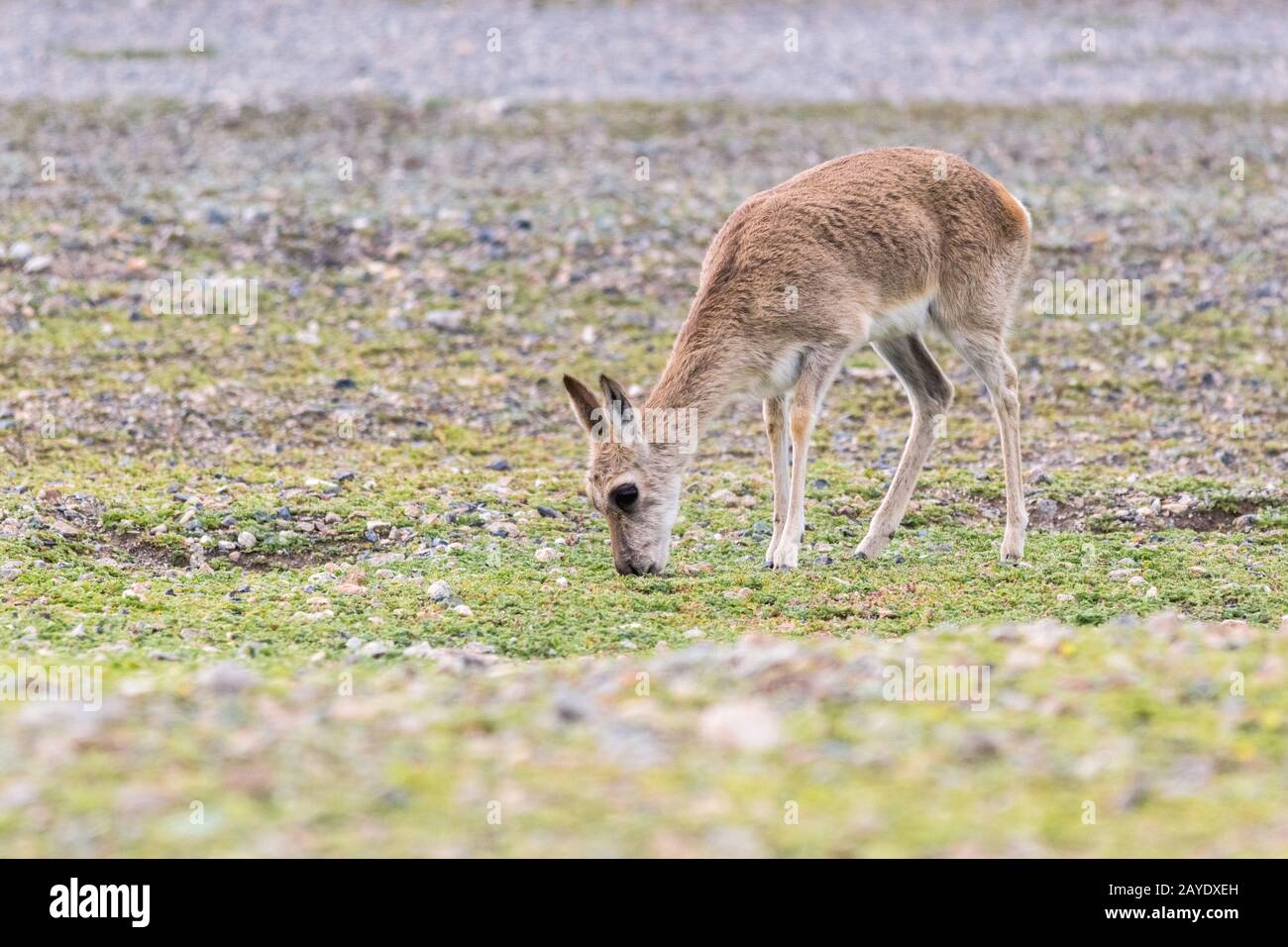 tibetan gazelle on plateau meadow Stock Photo