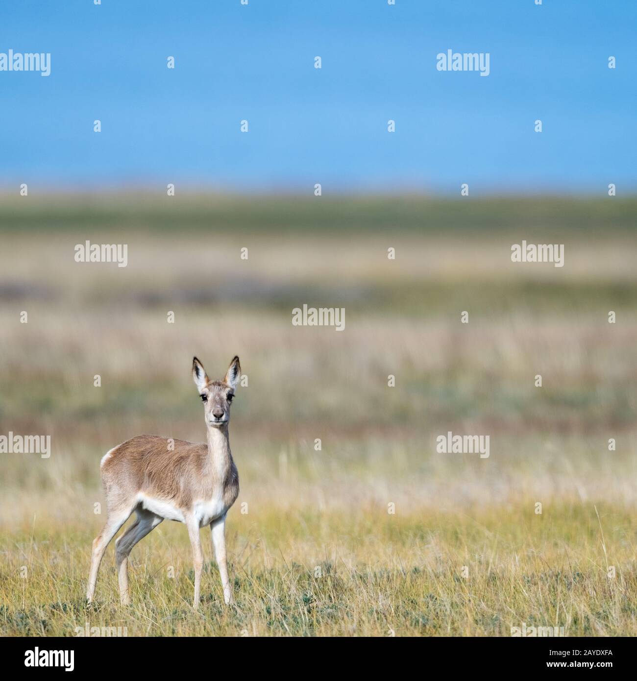 tibetan gazelle on grassland Stock Photo