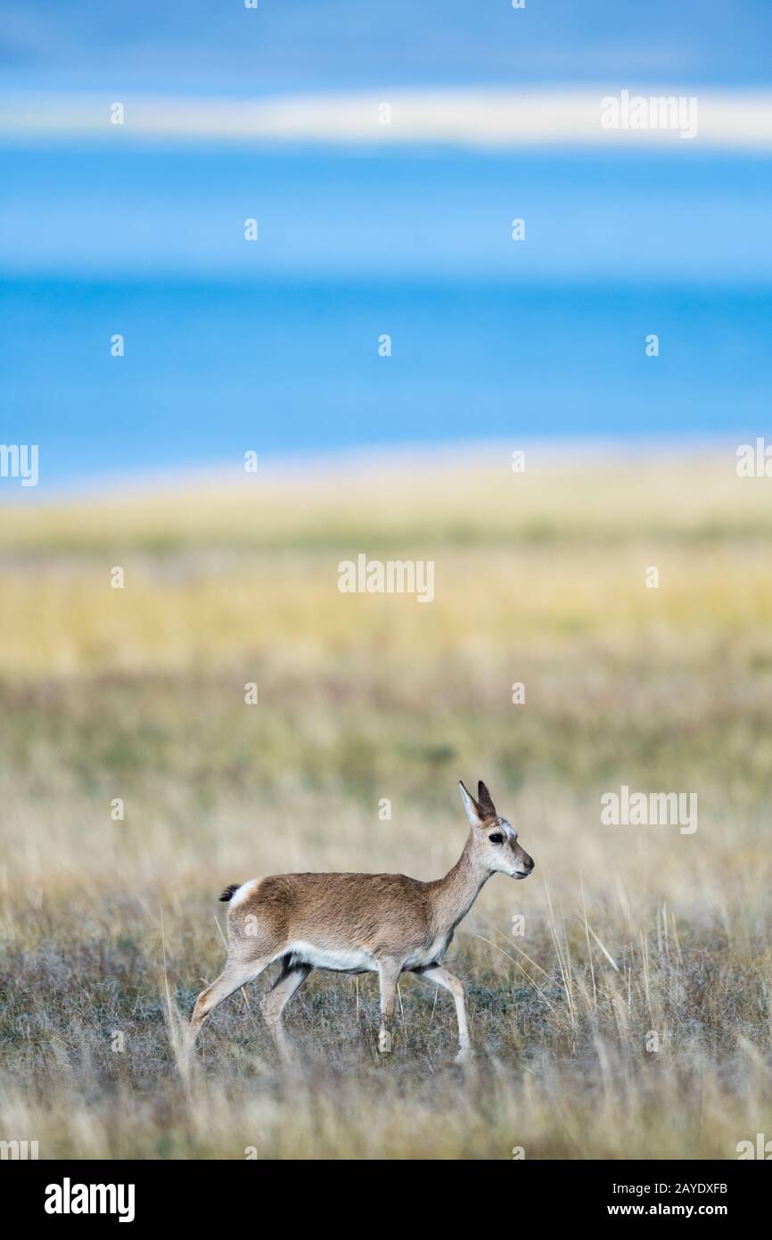 beautiful tibetan gazelle on plateau meadow Stock Photo