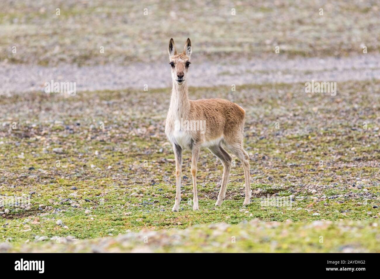tibetan gazelle on plateau meadow Stock Photo