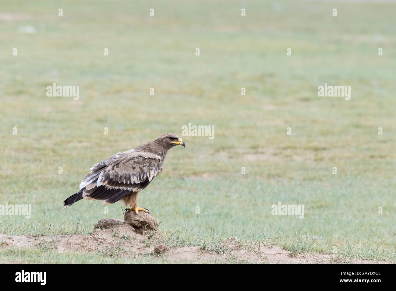steppe eagle closeup on wilderness Stock Photo