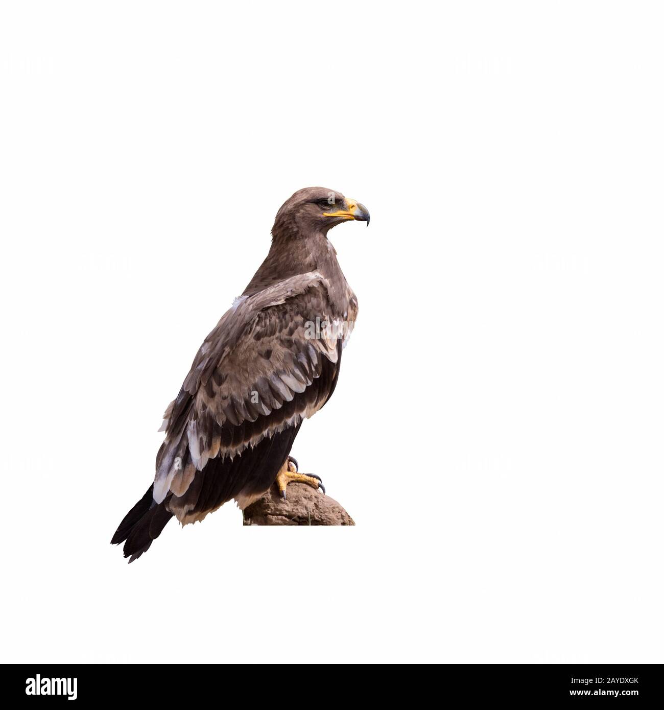 steppe eagle isolated Stock Photo