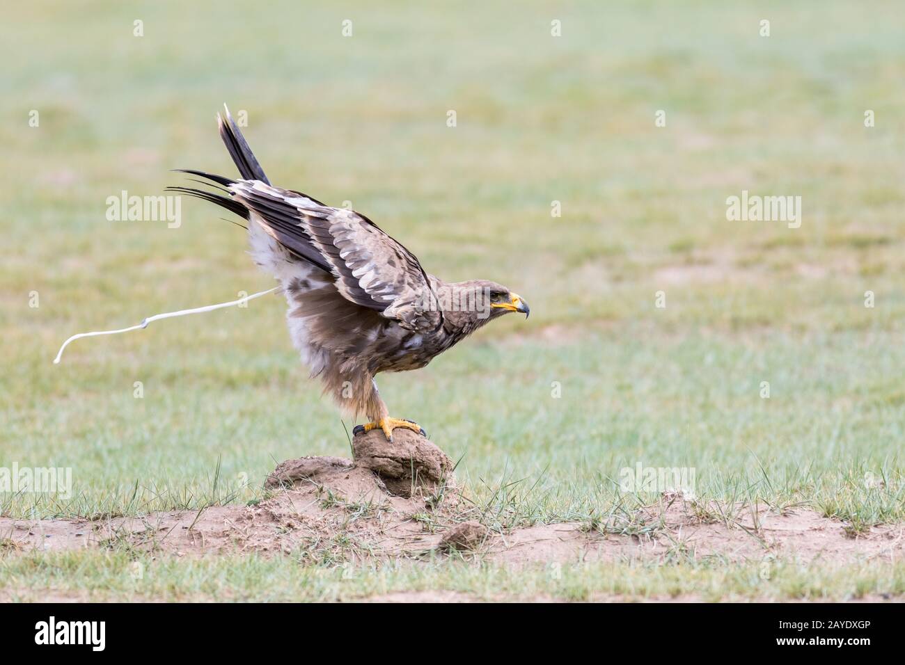 steppe eagle ready to take off Stock Photo