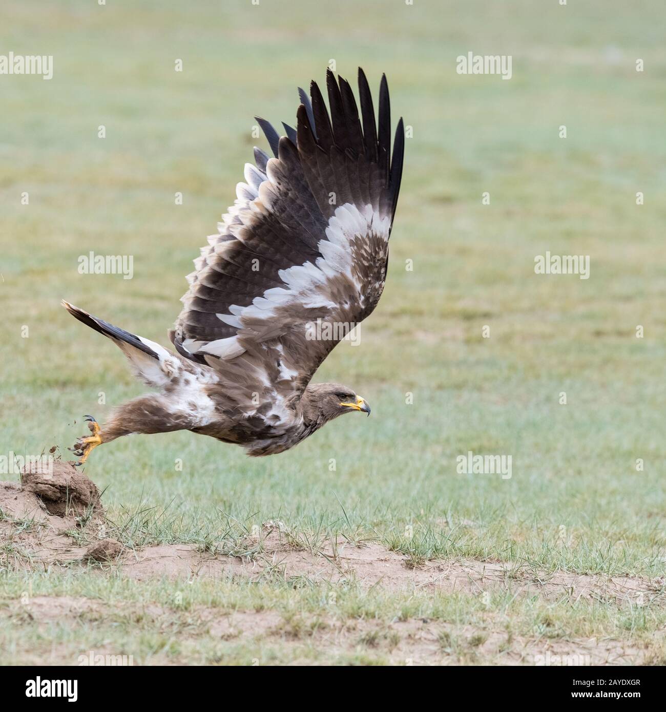 steppe eagle fly closeup Stock Photo
