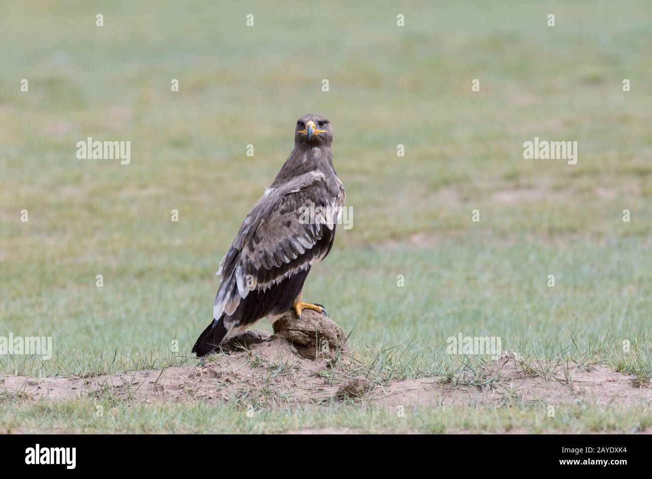 steppe eagle stand on wilderness Stock Photo