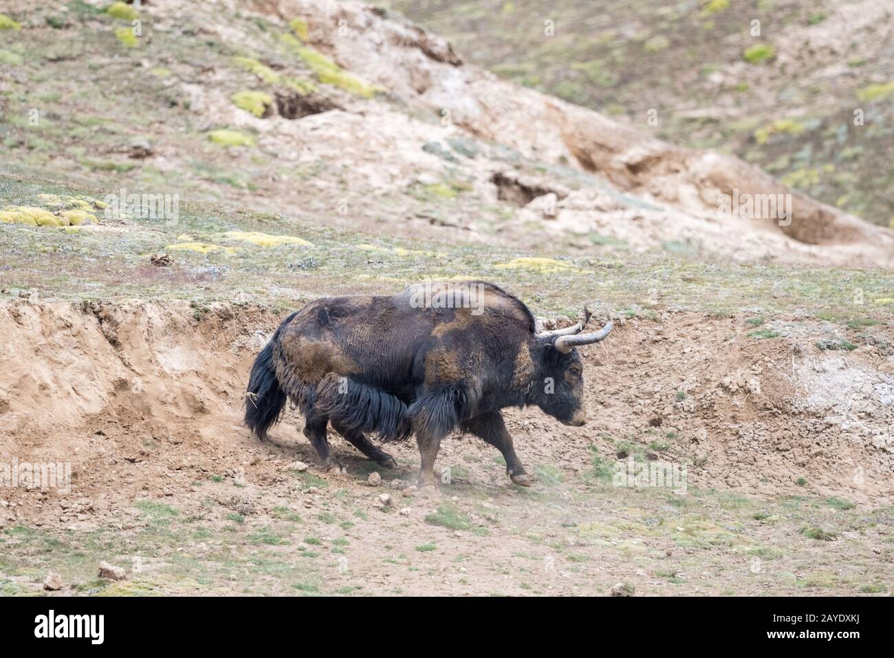 wild yak,bos mutus in mud bath Stock Photo