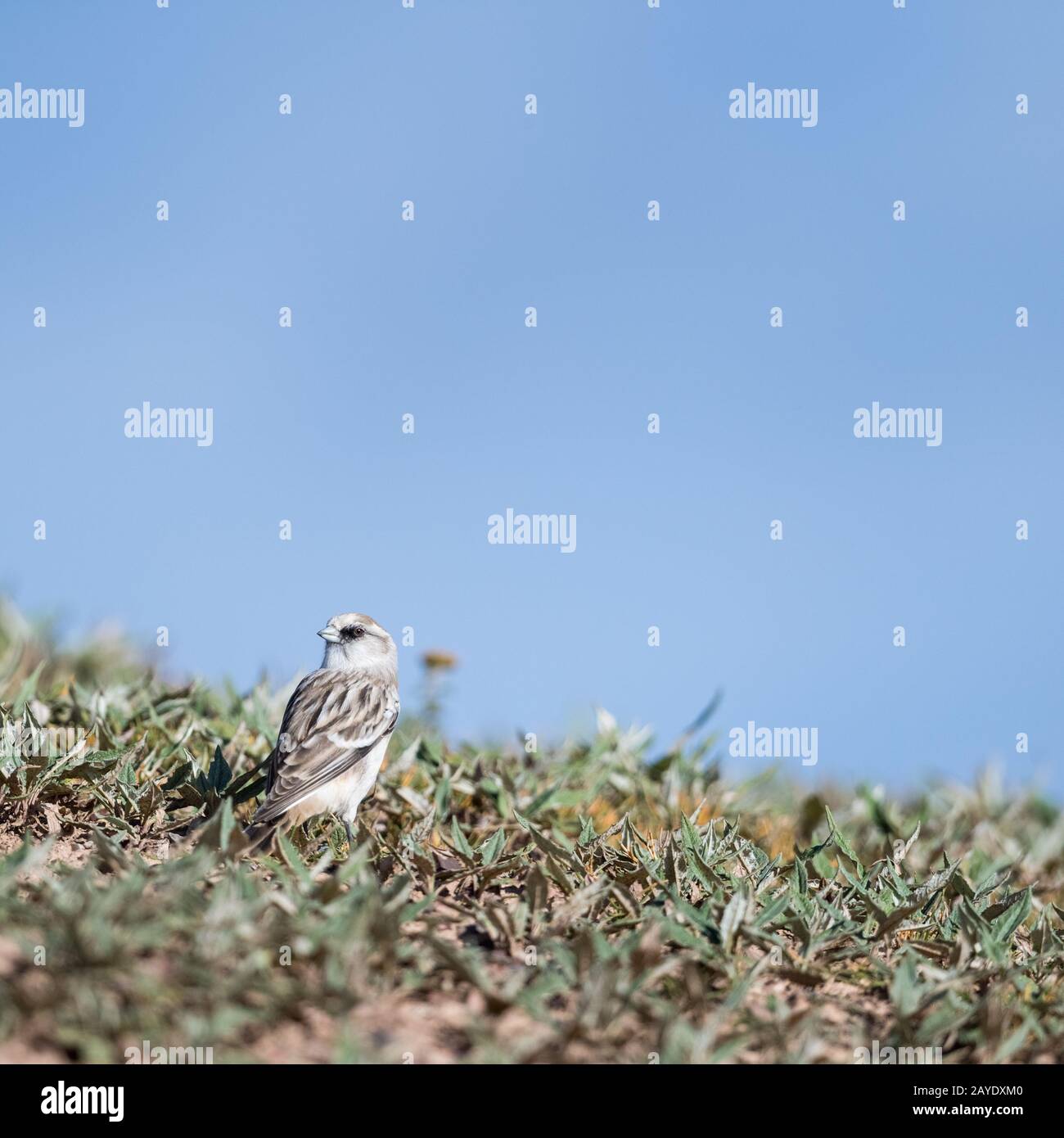 white-rumped snow finch Stock Photo