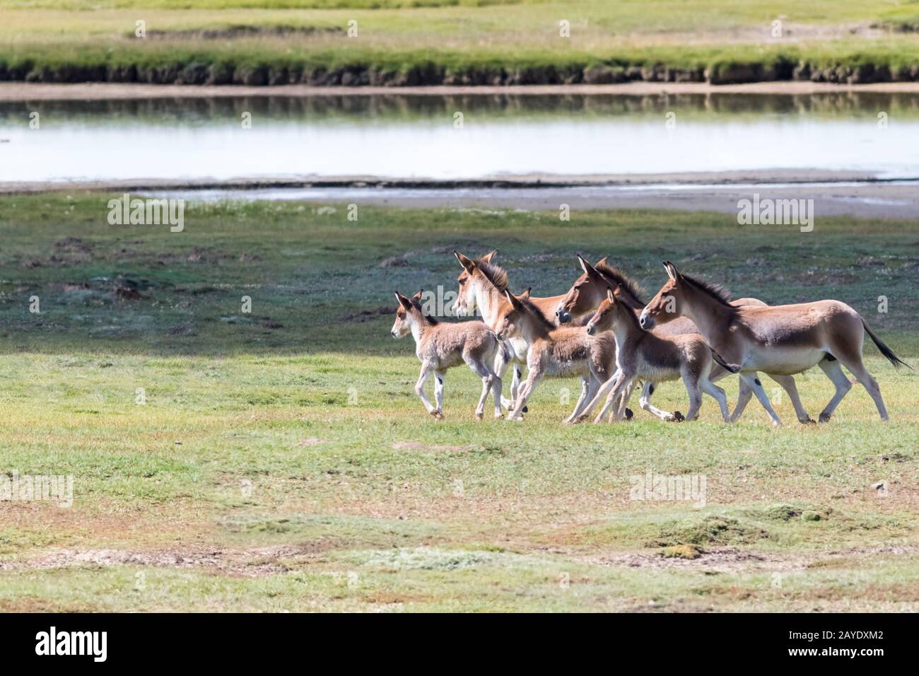 equus kiang, wild ass in three river source region Stock Photo