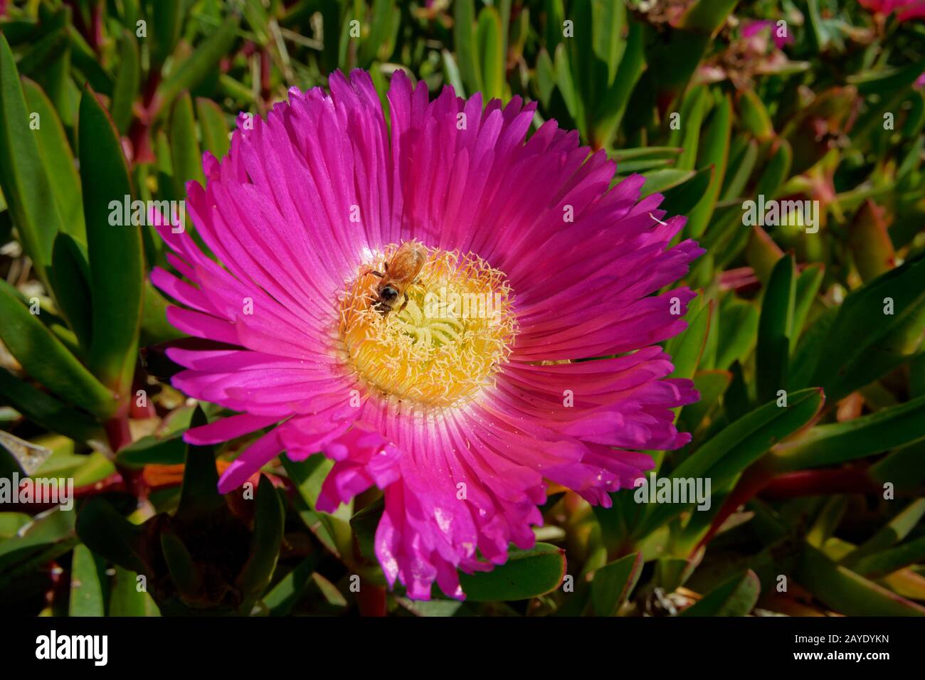 Honey bee on a Hottentot-fig flower, ice plant. It is a ground-creeping plant with succulent leaves in the genus Carpobrotus, native to South Africa. Stock Photo