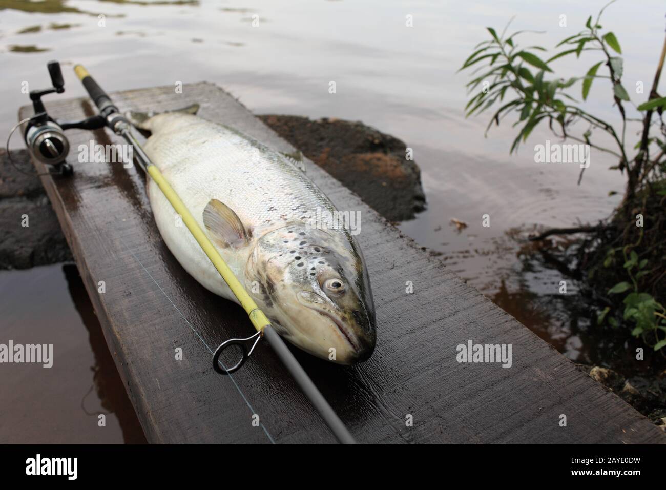 trophy big trout fish Stock Photo